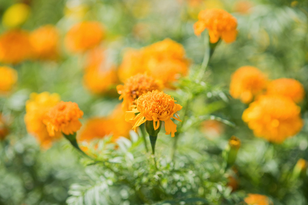 Calendula officinalis (pot marigold)の写真素材