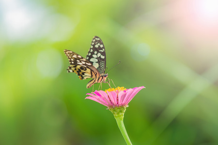 Butterfly and Beautiful flowerの写真素材