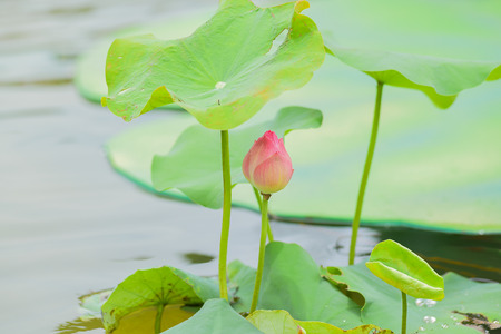 Lotus flower plants in thailandの写真素材