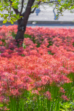 Red spider lily, lycoris radiata, cluster amaryllis, higanbanaの写真素材