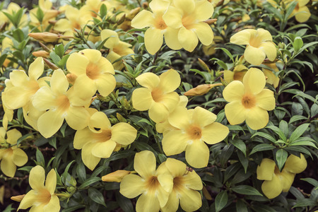 Allamanda, beautiful yellow flower,vintageの写真素材