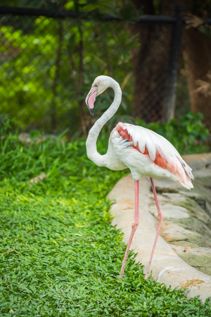 flamingo  in  zooの写真素材