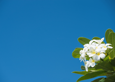 White plumeria with blue sky backgroundの写真素材