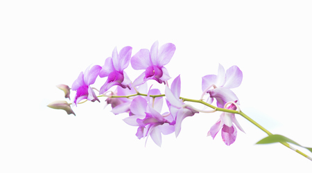 Pink streaked orchid flower, isolatedの写真素材