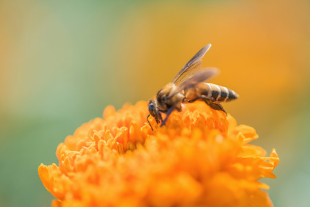 Bee on double orange marigold, genus Tagetes, or species Calendula officinalis brighten up the autumn gardenの写真素材