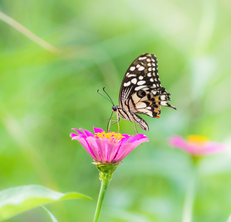 Butterfly and Beautiful flowerの写真素材