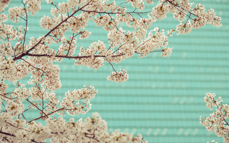 Sakura branch blossom in front of the building in the city,vintageの写真素材