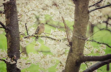 brown pigeons standing on the branch of a cherry blossom looking down, vintageの写真素材