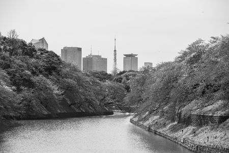 Sakura blossom at Kitanomaru Garden, Tokyo, Japan,black and whiteの写真素材
