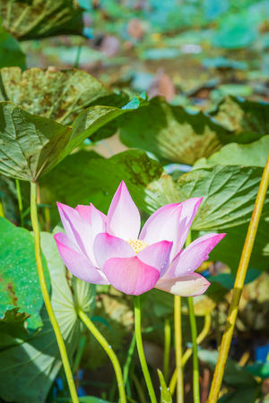 Lotus flower and Lotus flower plantsの写真素材