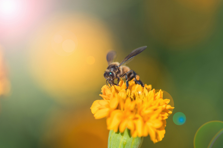 Bee on double orange marigold, genus Tagetes, or species Calendula officinalis brighten up the autumn gardenの写真素材