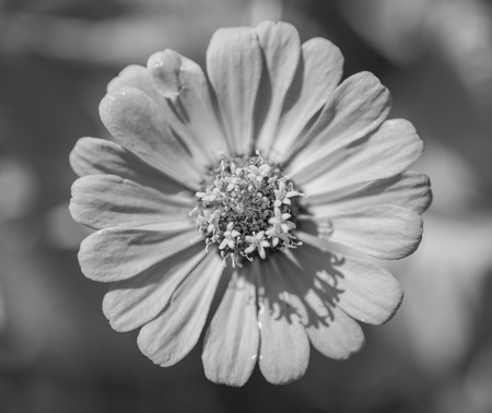 Zinnia flower,closeup of red Zinnia flower in full bloom,Youth-and-old-age flower ,black and whiteの写真素材