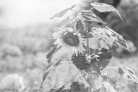 Helianthus annuus - sunflower - Seeds of ripen sunflowers ,black and whiteの写真素材
