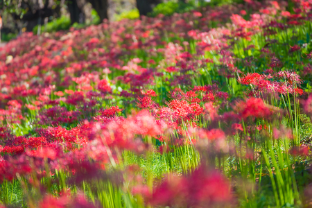 Red spider lily, lycoris radiata, cluster amaryllis, higanbanaの写真素材