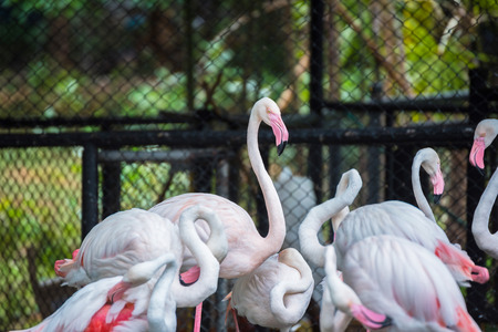 flamingo  in  zooの写真素材