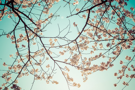 Beautiful cherry blossoms above with clear blue sky in background,vintageの写真素材