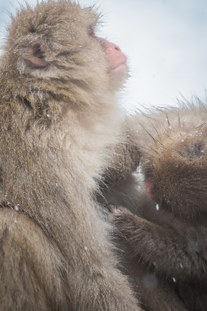 Japanese snow monkey in Jigokudani, Naganoの写真素材