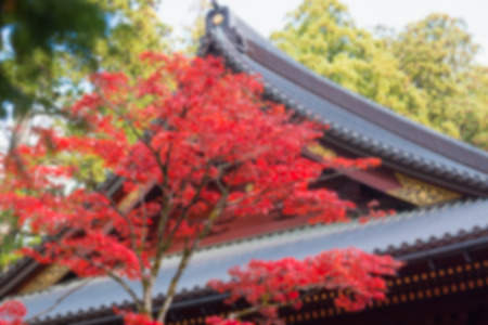 blur maple tree in autumn seasonの写真素材