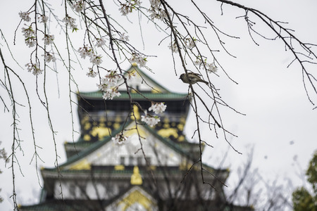 sparrow bird on the cheery blossom treeのeditorial素材