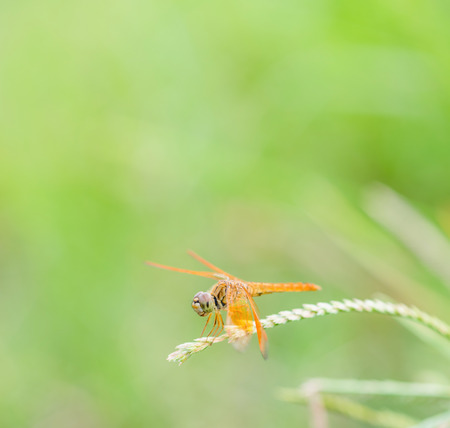 dragonfly on green backgroundの写真素材