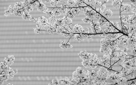 Sakura branch blossom in front of the building in the cityの写真素材
