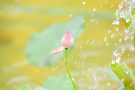 Lotus flower plants in thailandの写真素材