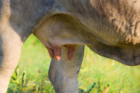 milk cowの写真素材