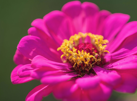 Zinnia flower,closeup of red Zinnia flower in full bloom,Youth-and-old-age flowerの写真素材