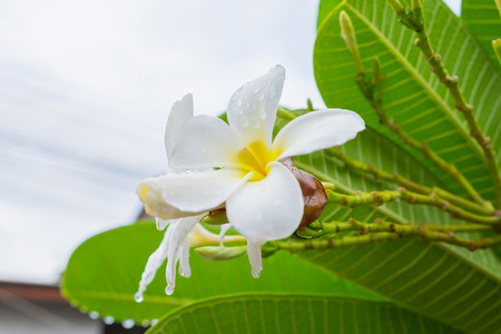 White plumeria on the plumeria tree.の写真素材