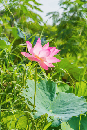 Lotus flower and Lotus flower plantsの写真素材