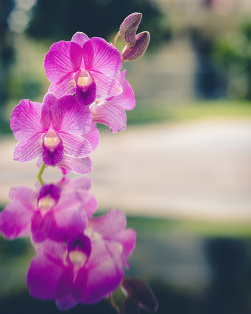 Beautiful pink orchid blooming in the garden ,vintageの写真素材