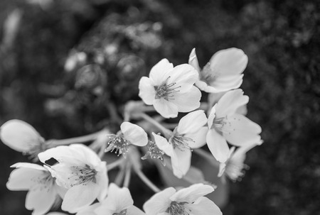 Japanese sakura blossom,black and whiteの写真素材