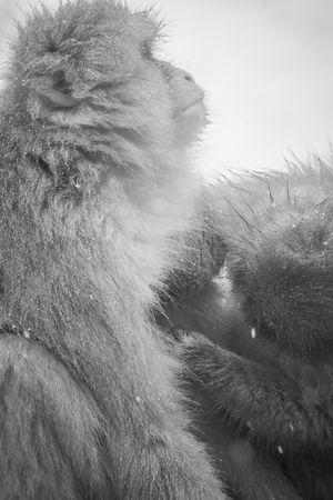 Japanese snow monkey in Jigokudani, Nagano , black and whiteの写真素材