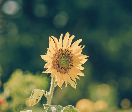 Helianthus annuus - sunflower - Seeds of ripen sunflowers,vintageの写真素材