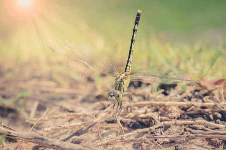 Resting dragonfly ,vintageの写真素材