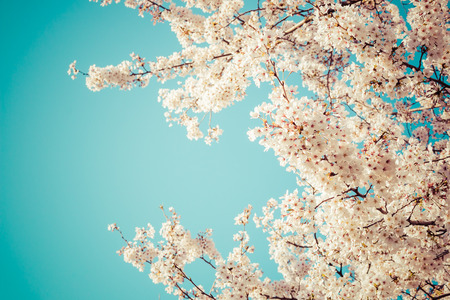 Beautiful cherry blossoms above with clear blue sky in background,vintageの写真素材