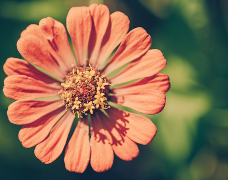 Zinnia flower,closeup of red Zinnia flower in full bloom,Youth-and-old-age flower,vintageの写真素材