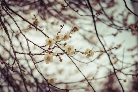 Beautiful flowering Japanese cherry - Sakura. Background with flowers on a spring day,vintageの写真素材