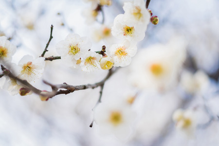 Beautiful flowering Japanese cherry - Sakura. Background with flowers on a spring day.の写真素材