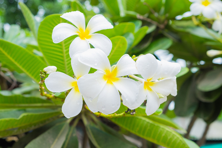 White plumeria on the plumeria tree.の写真素材