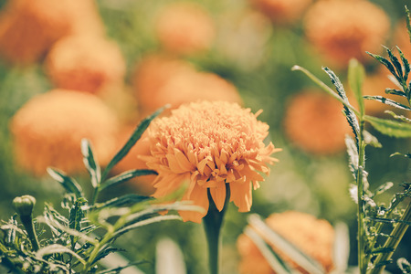 Calendula officinalis (pot marigold), vintageの写真素材