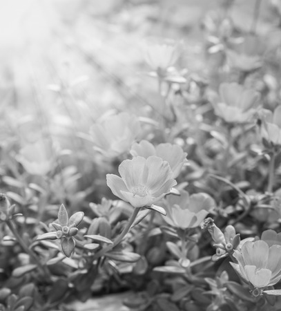 Small flower garden in beautiful bright colors ,black and whiteの写真素材