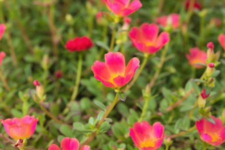 Small flower garden in beautiful bright colorsの写真素材