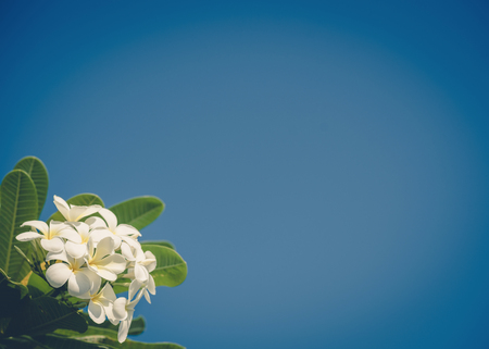 White plumeria with blue sky background ,vintageの写真素材