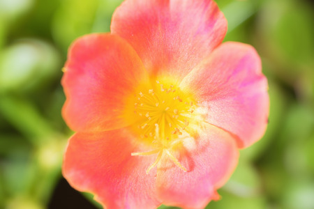 Small flower garden in beautiful bright colorsの写真素材