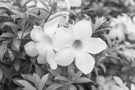 Allamanda, beautiful yellow flower,black ant whiteの写真素材