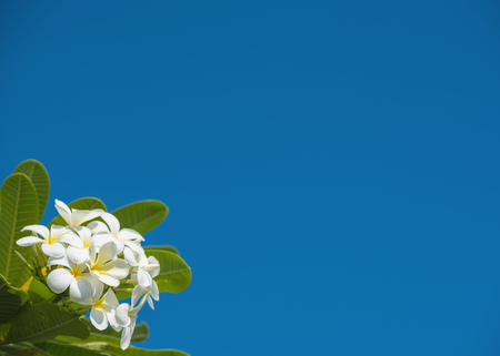 White plumeria with blue sky backgroundの写真素材