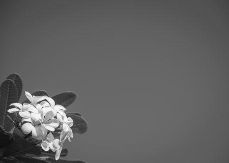 White plumeria with blue sky background , black and whiteの写真素材