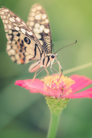 Butterfly and Beautiful flower ,vintageの写真素材