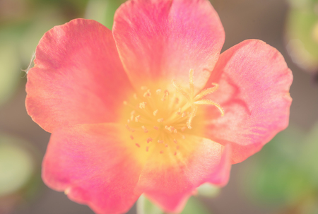 Small flower garden in beautiful bright colors  ,vintageの写真素材